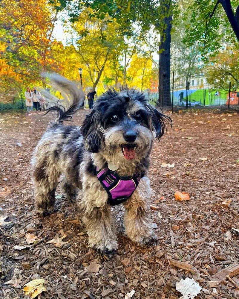 Doxiepoo