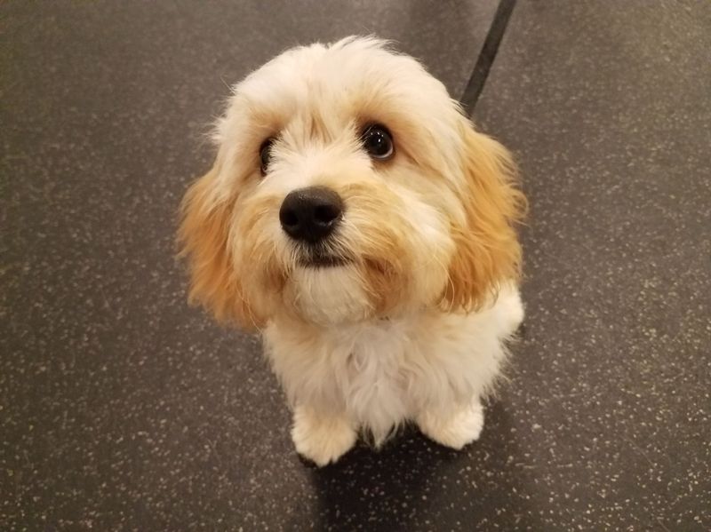 Cavachon