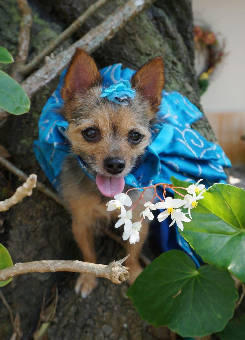 Chorkie
