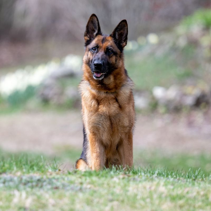 German Shepherd