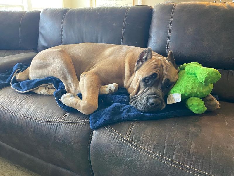 Mastiff