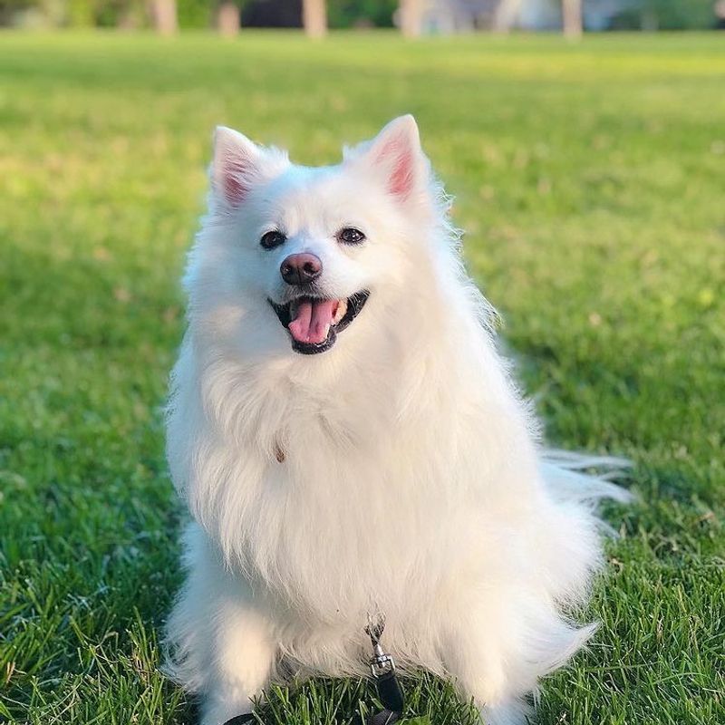 American Eskimo Dog