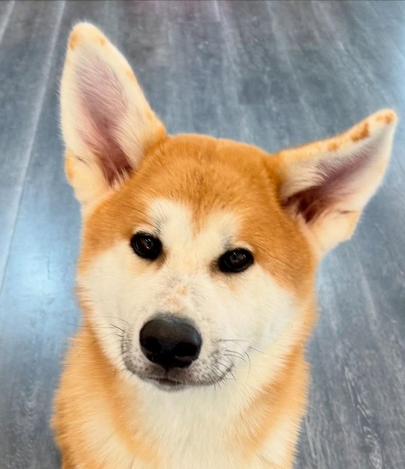 Akita