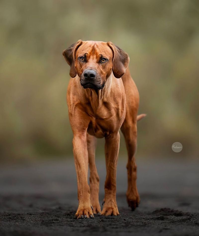 Rhodesian Ridgeback