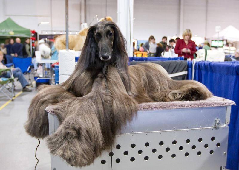 Afghan Hound