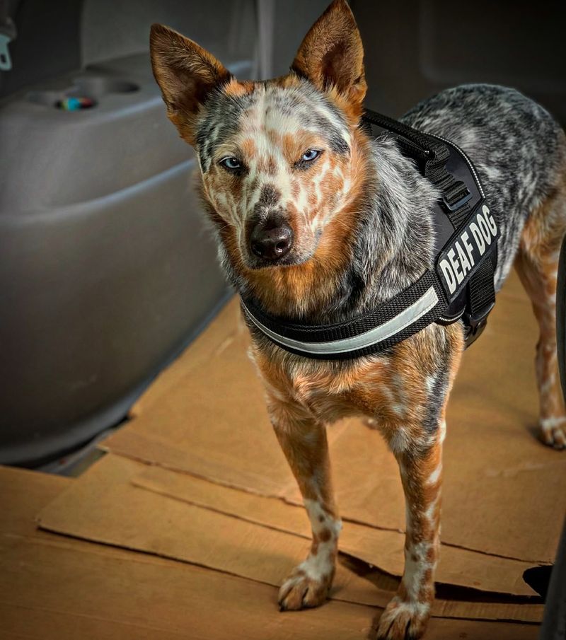 Australian Cattle Dog