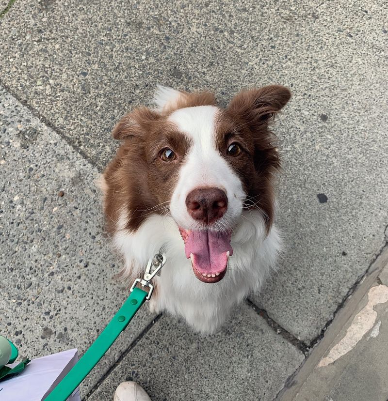 Border Collie