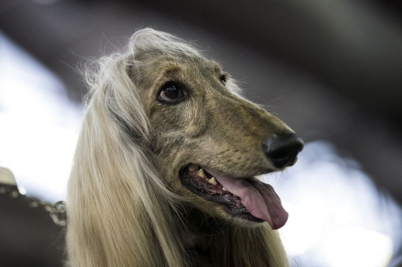 Afghan Hound