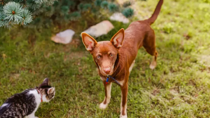 Basenji