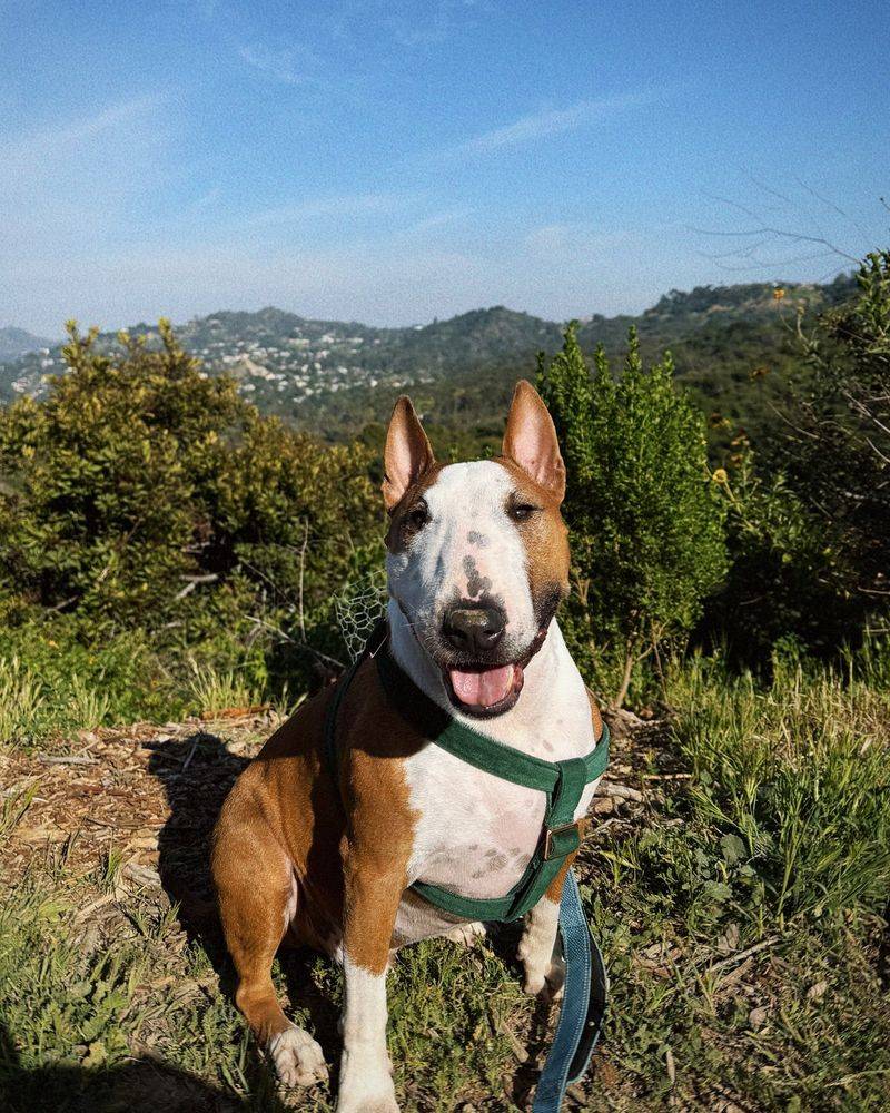Bull Terrier