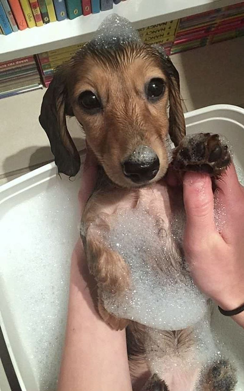 Dachshund