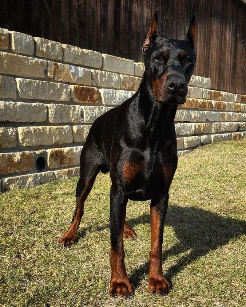 Doberman Pinscher