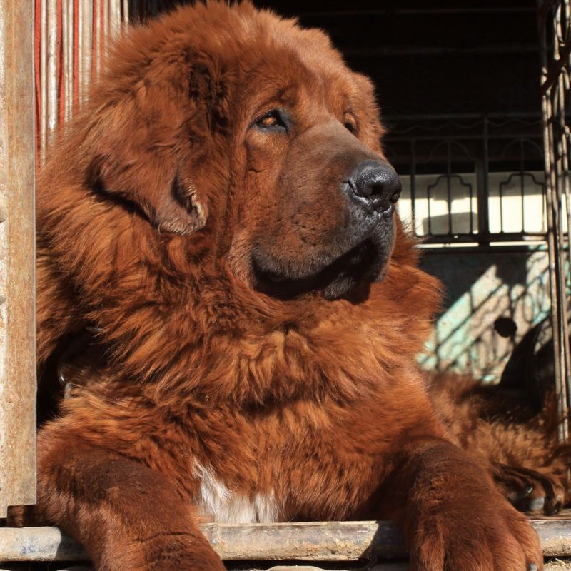 Tibetan Mastiff