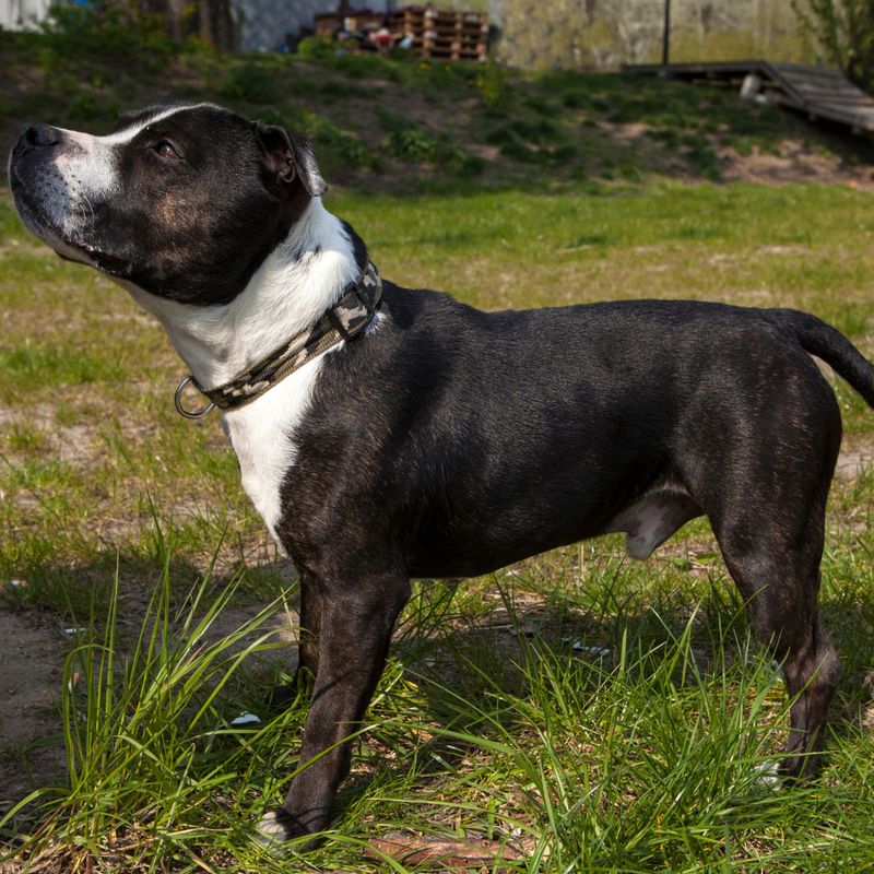 Staffordshire Bull Terrier