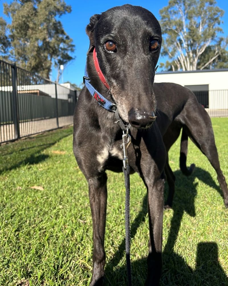 Greyhound