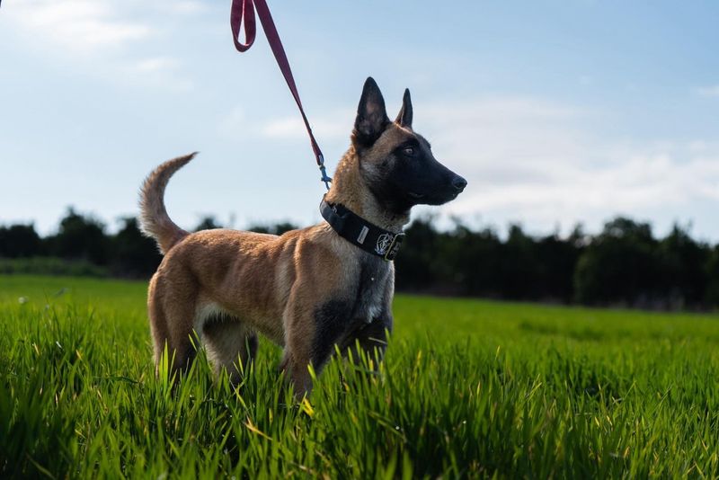 Belgian Malinois