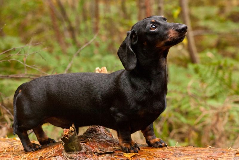 Dachshund
