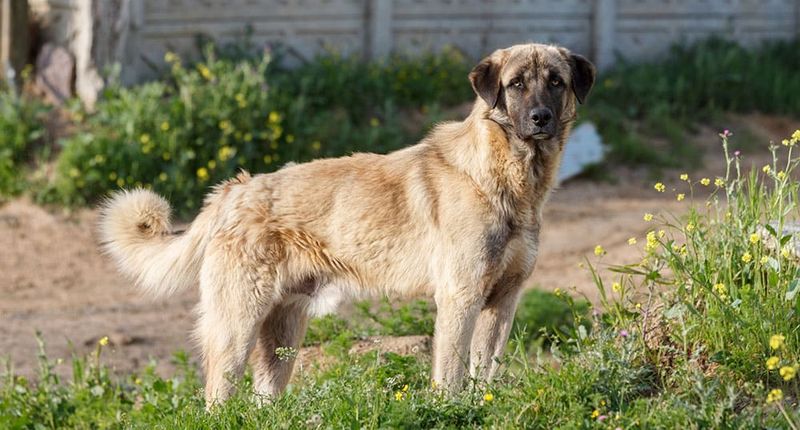 Anatolian Shepherd