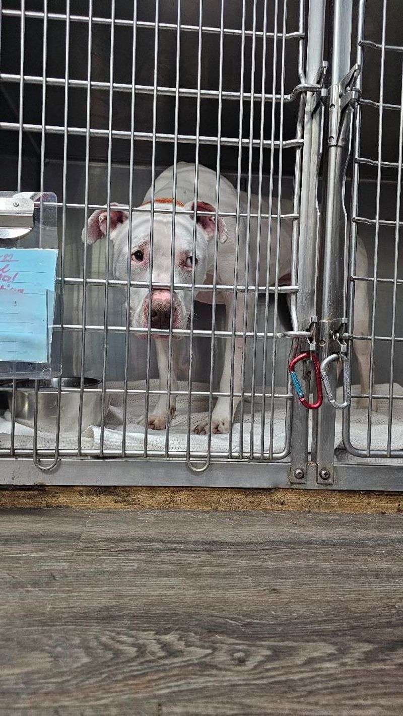 American Staffordshire Terrier