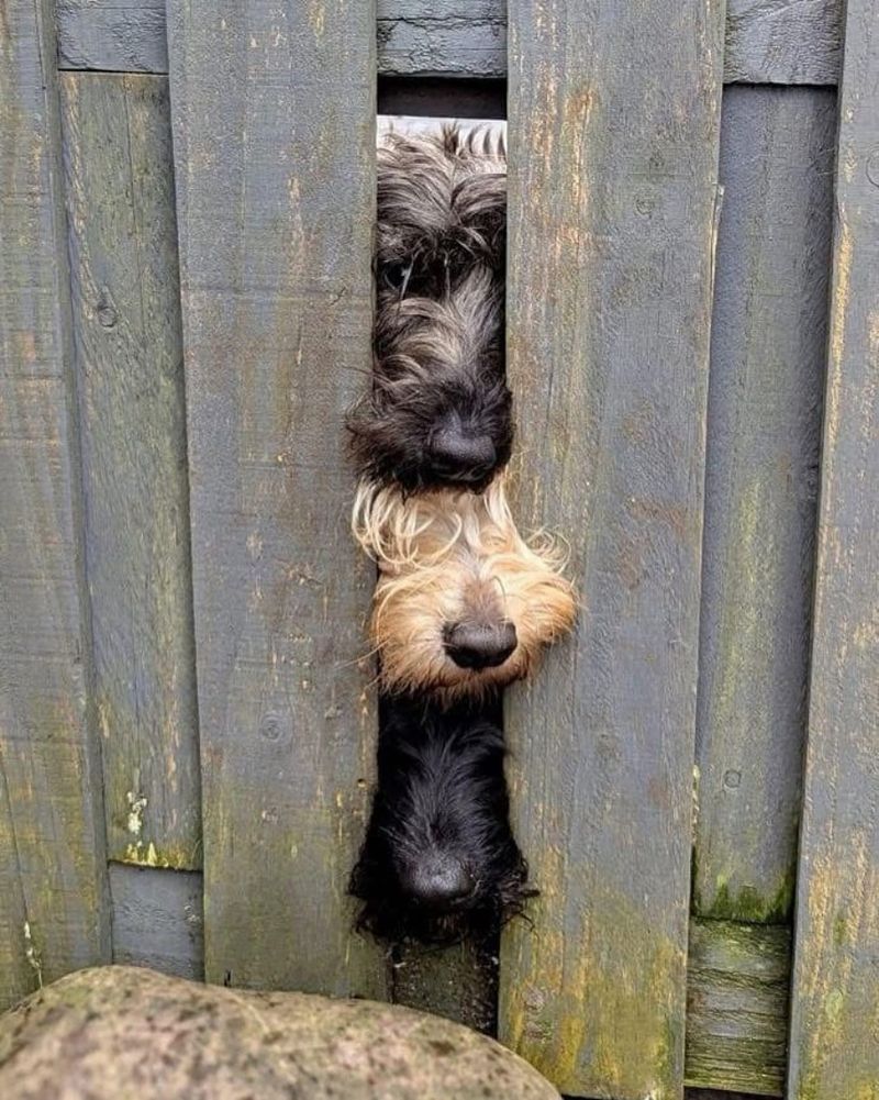 Scottish Terrier