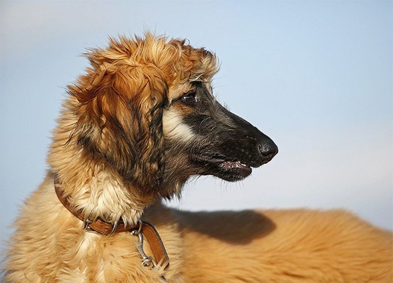 Afghan Hound