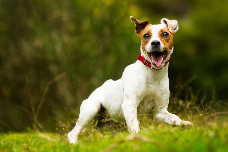 Jack Russell Terrier