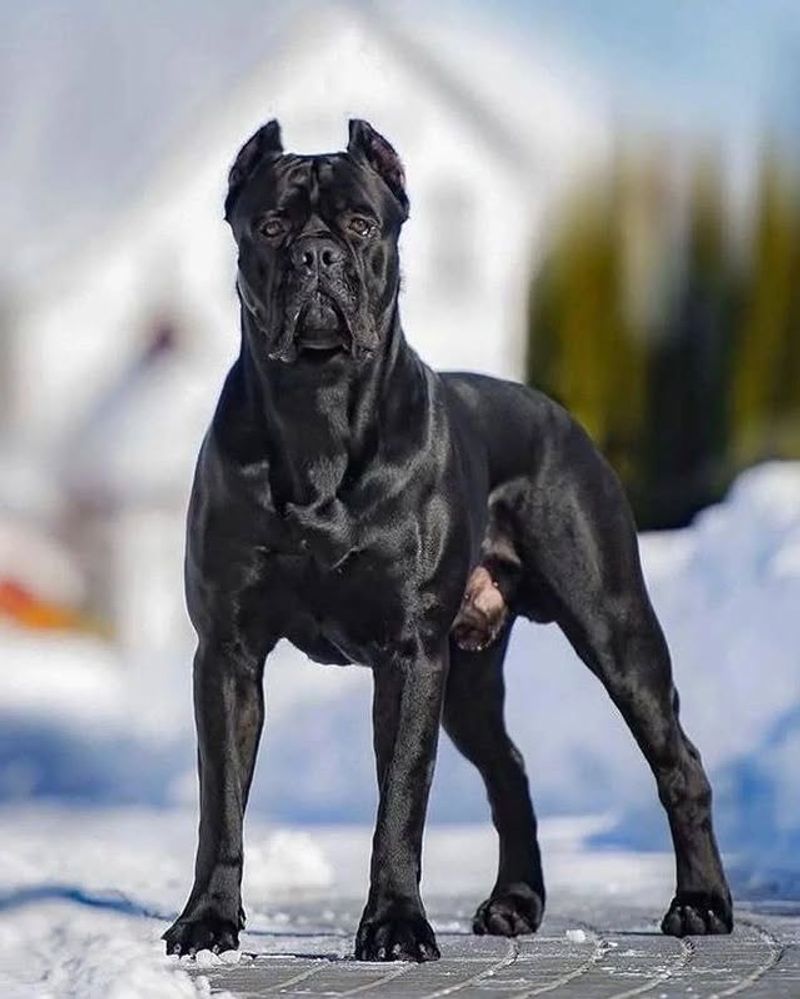 Cane Corso