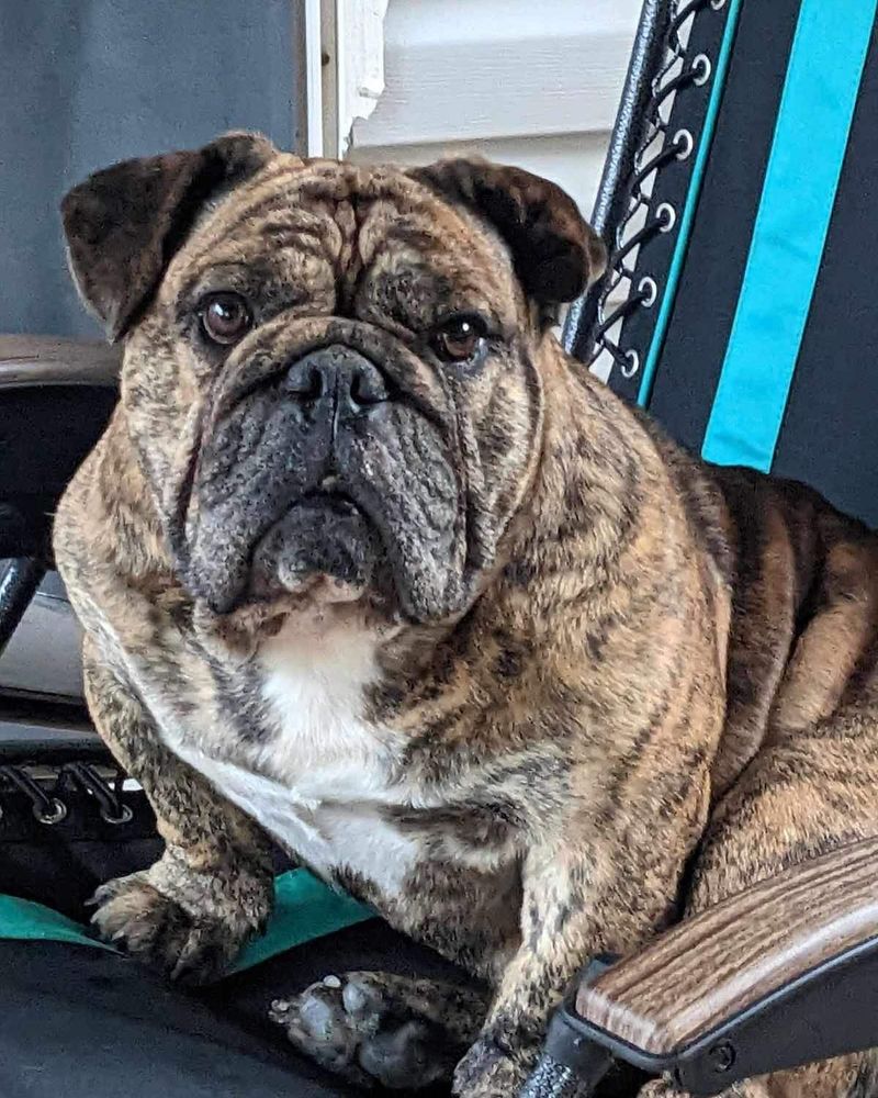 English Bulldog