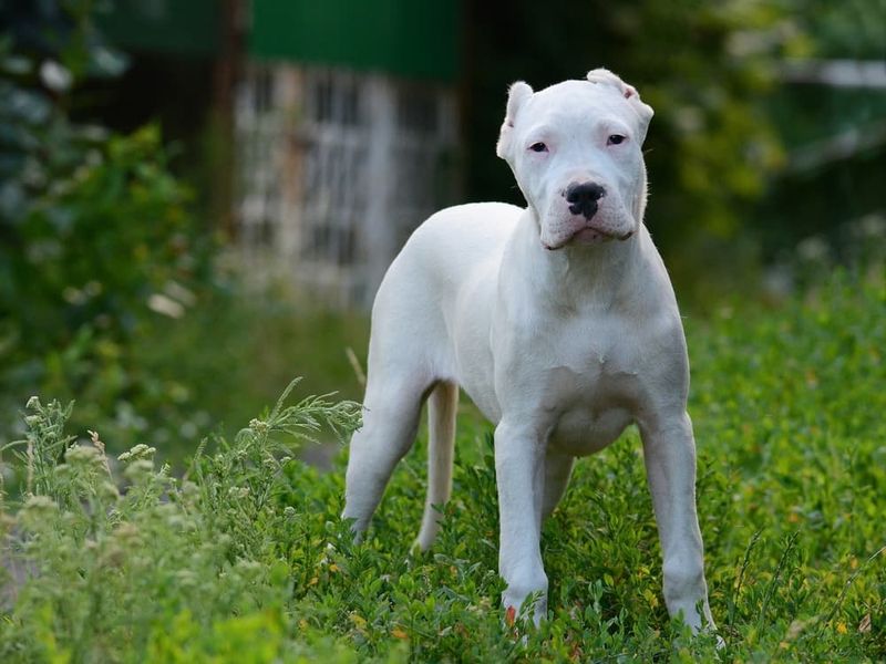 Dogo Argentino