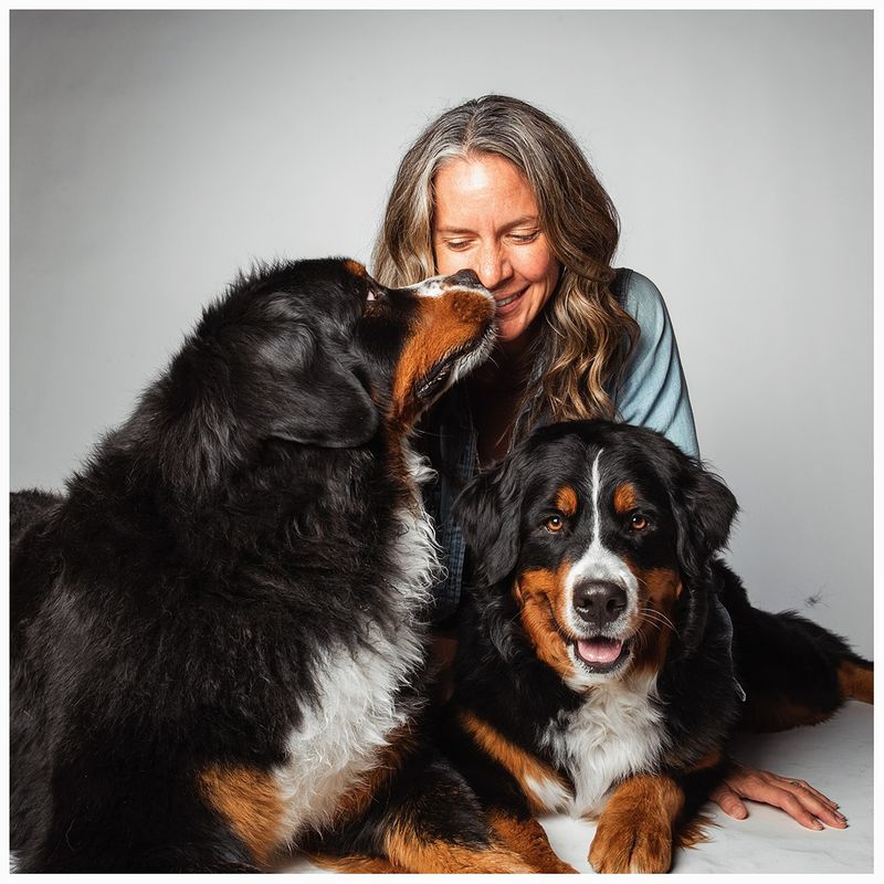 Bernese Mountain Dog