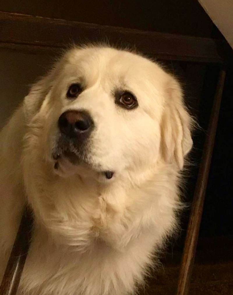 Great Pyrenees