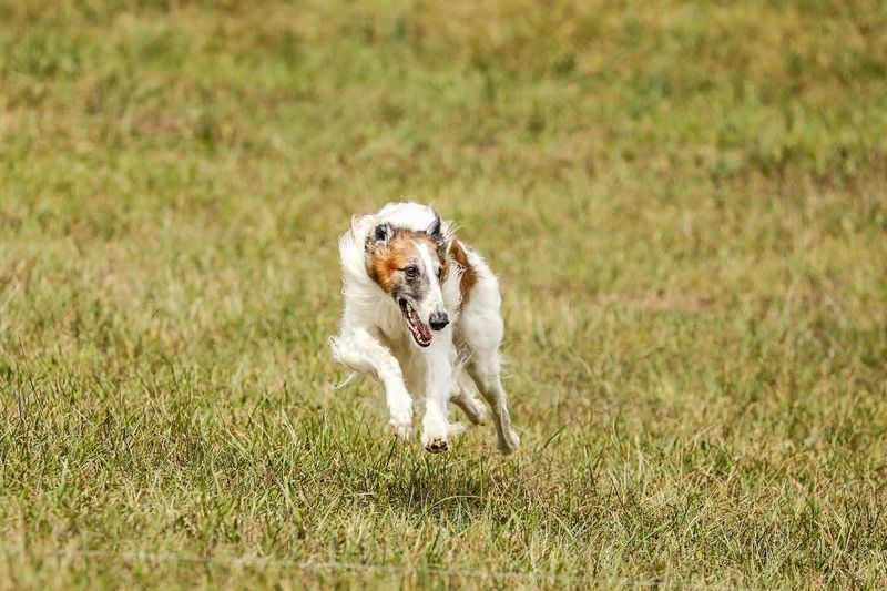 Afghan Hound