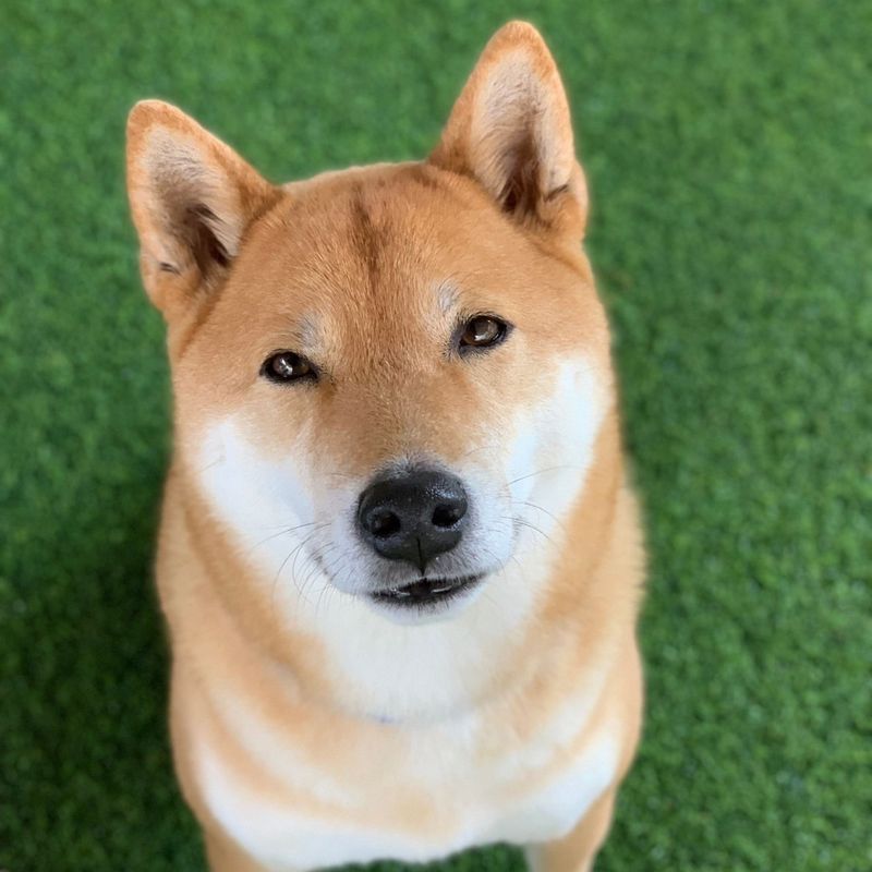 Shiba Inu