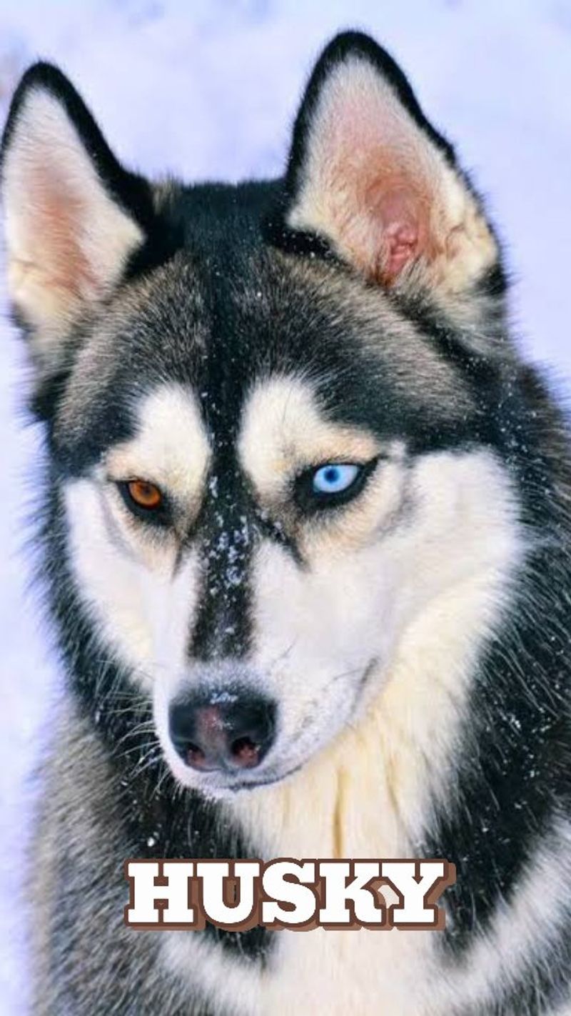Siberian Husky