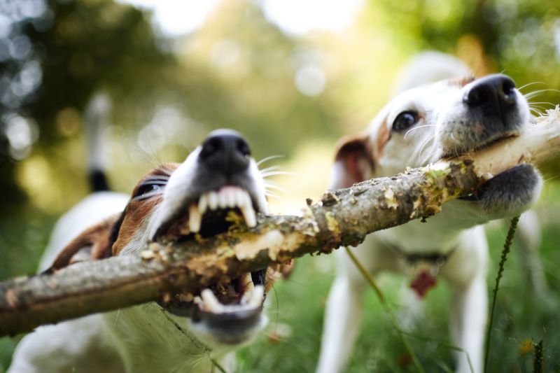 Jack Russell Terrier