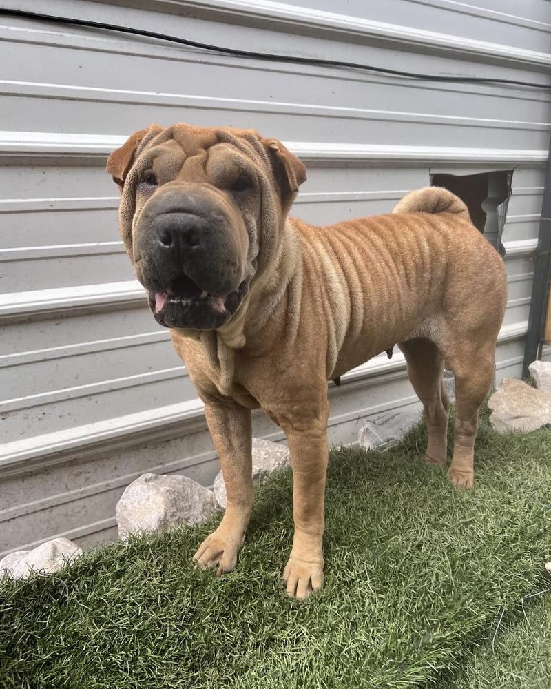 Shar Pei