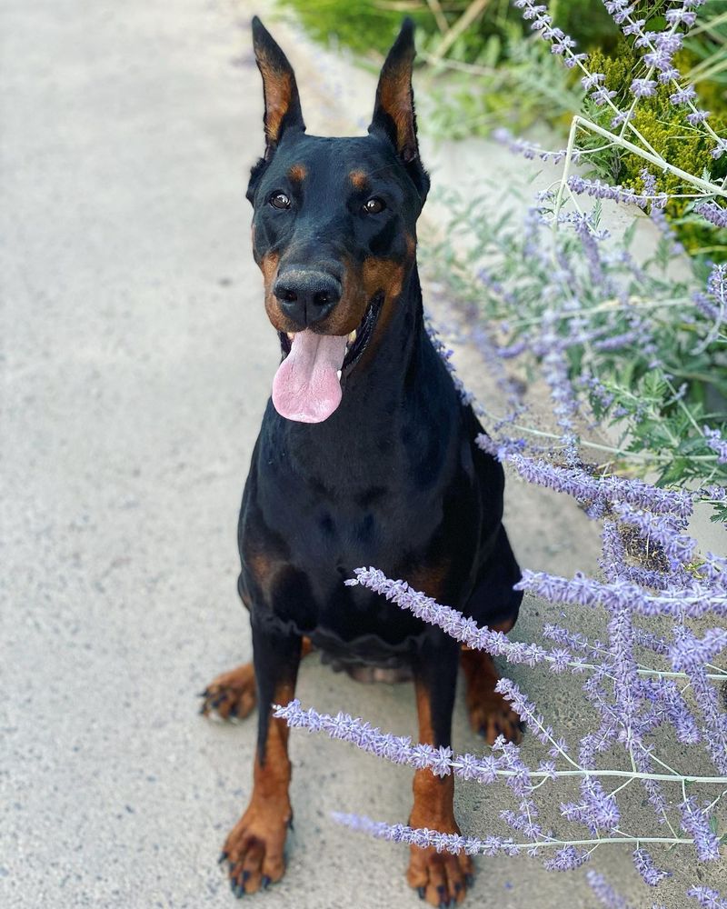Doberman Pinscher