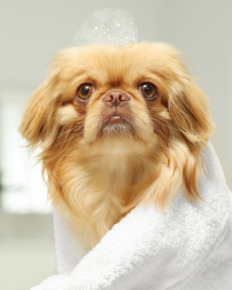 Pekingese