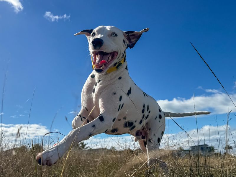 Dalmatian