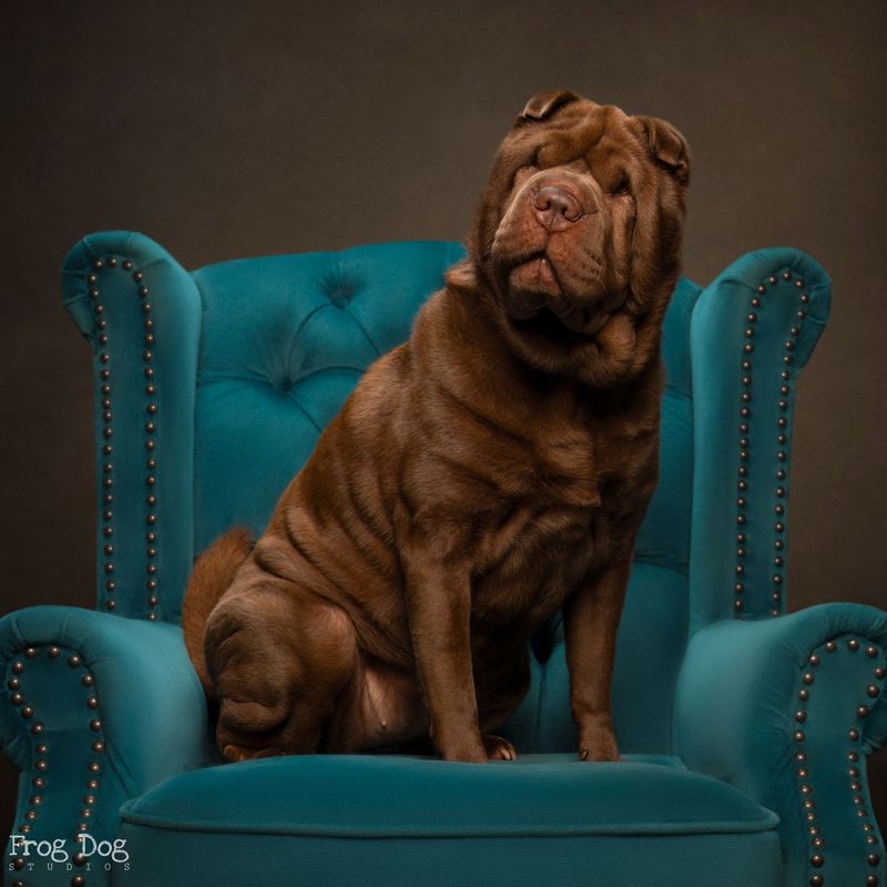 Shar Pei
