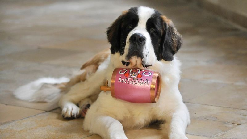 Saint Bernard