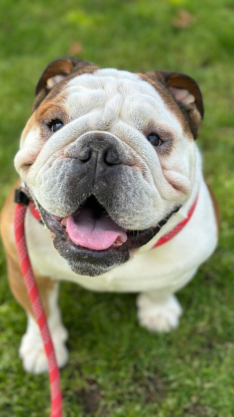 English Bulldog