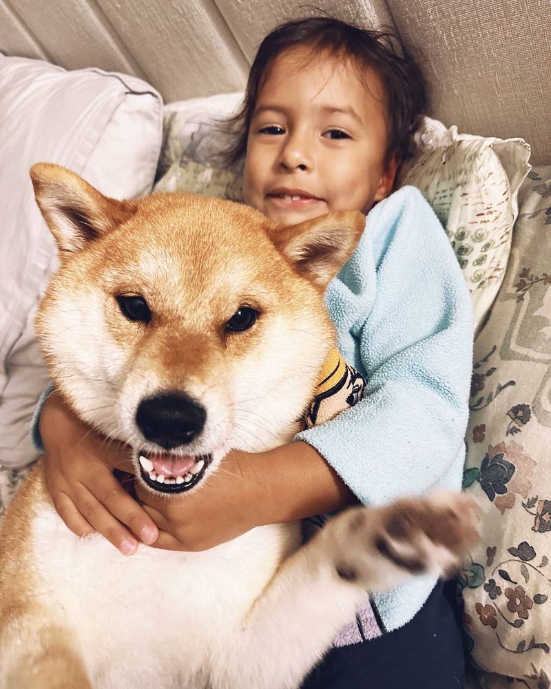 Shiba Inu