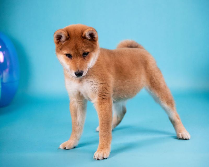 Shiba Inu