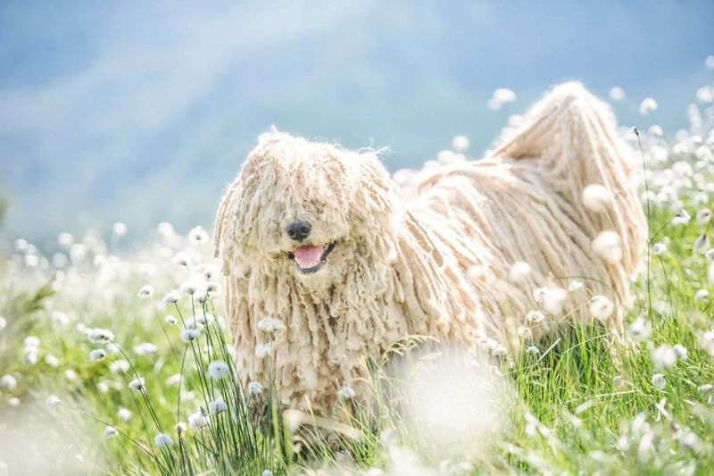 Komondor