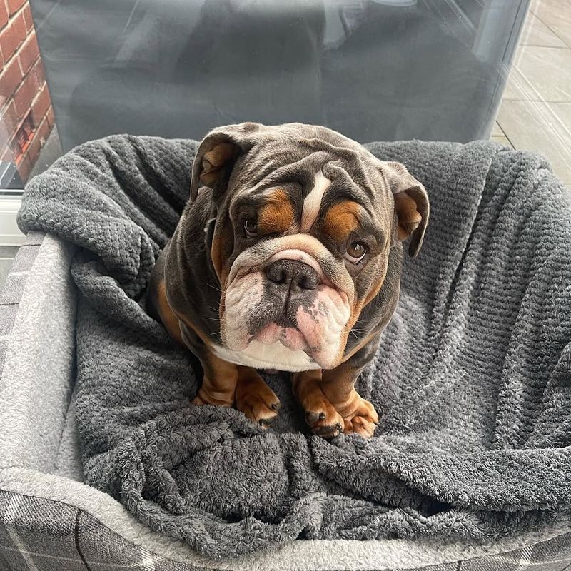 English Bulldog