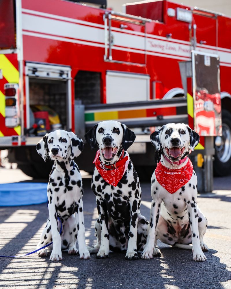 Dalmatian
