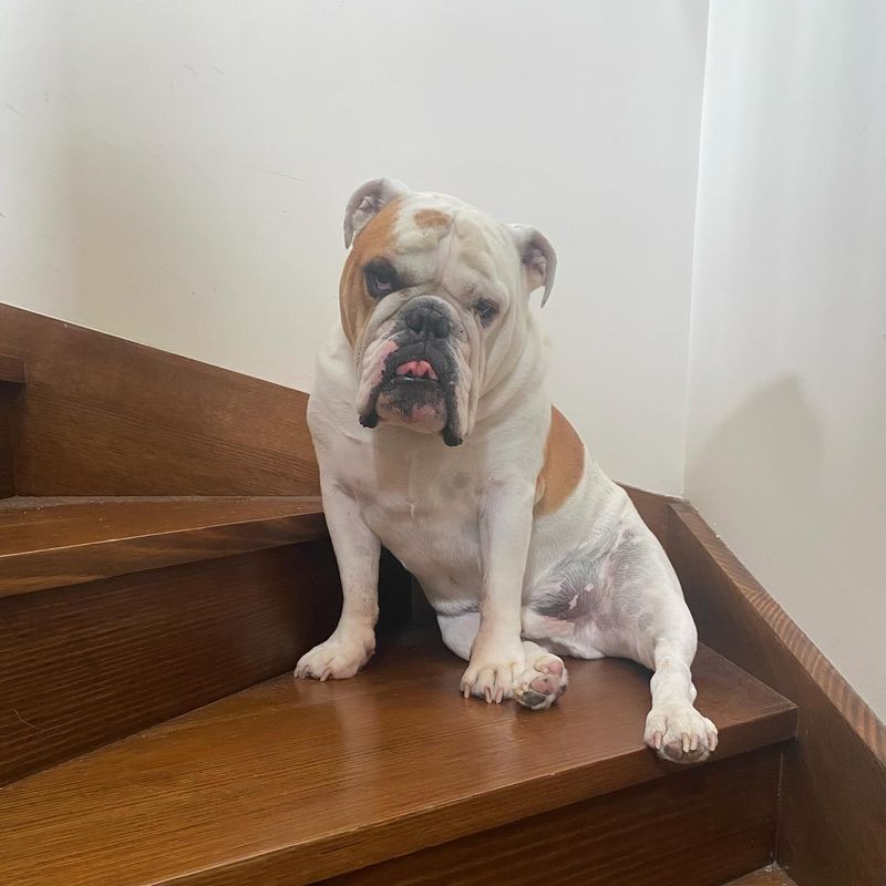 Bulldog