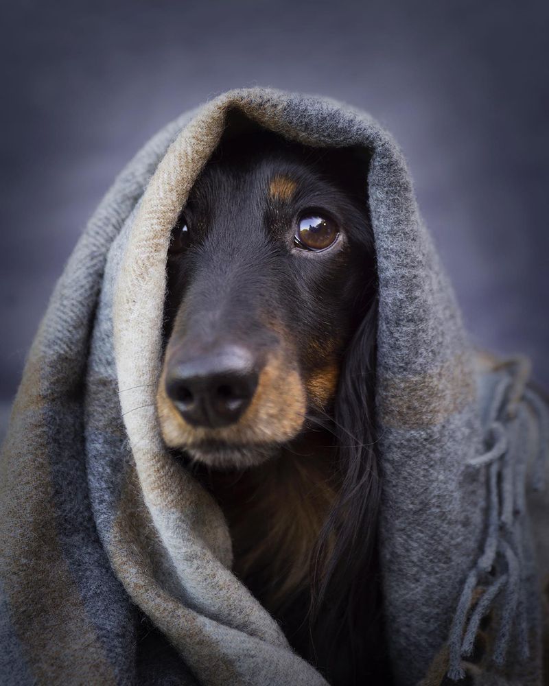 Dachshund