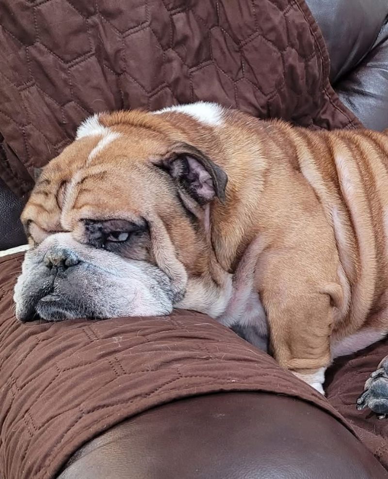 Bulldog